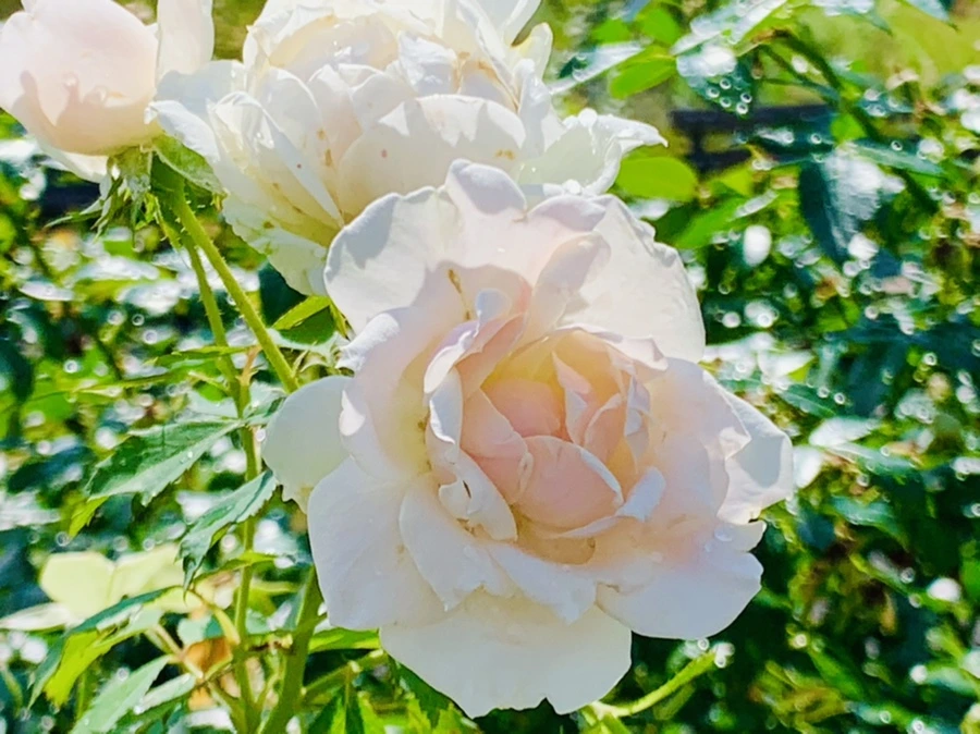 IMG_8435.jpg?type=w966