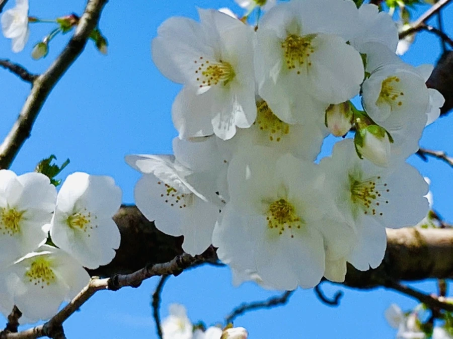 IMG_8388.jpg?type=w966