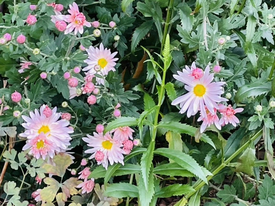 IMG_2494.jpg?type=w966