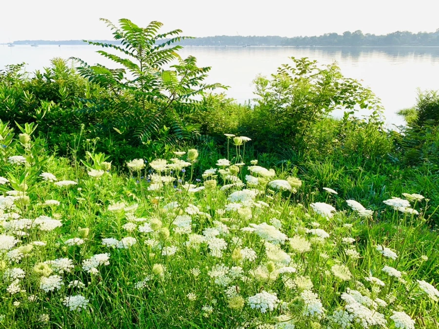 IMG_6528.jpg?type=w966