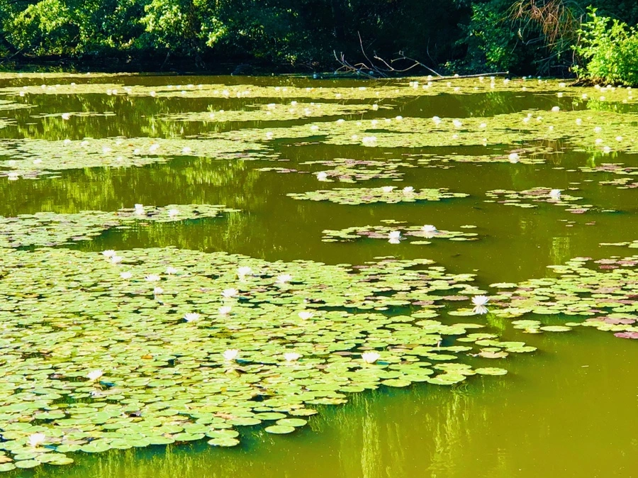 IMG_3940.jpg?type=w966