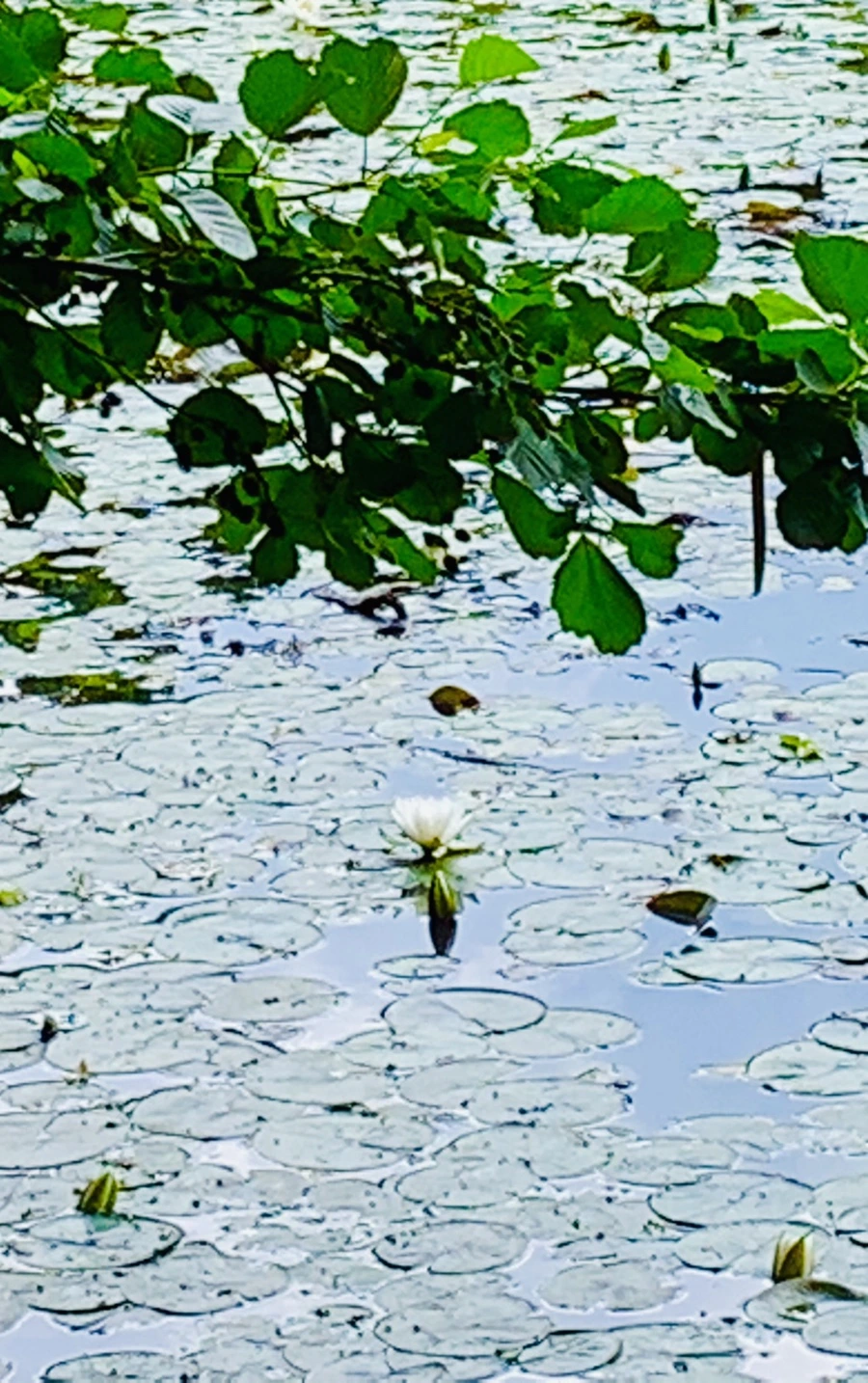 IMG_0809.jpg?type=w966