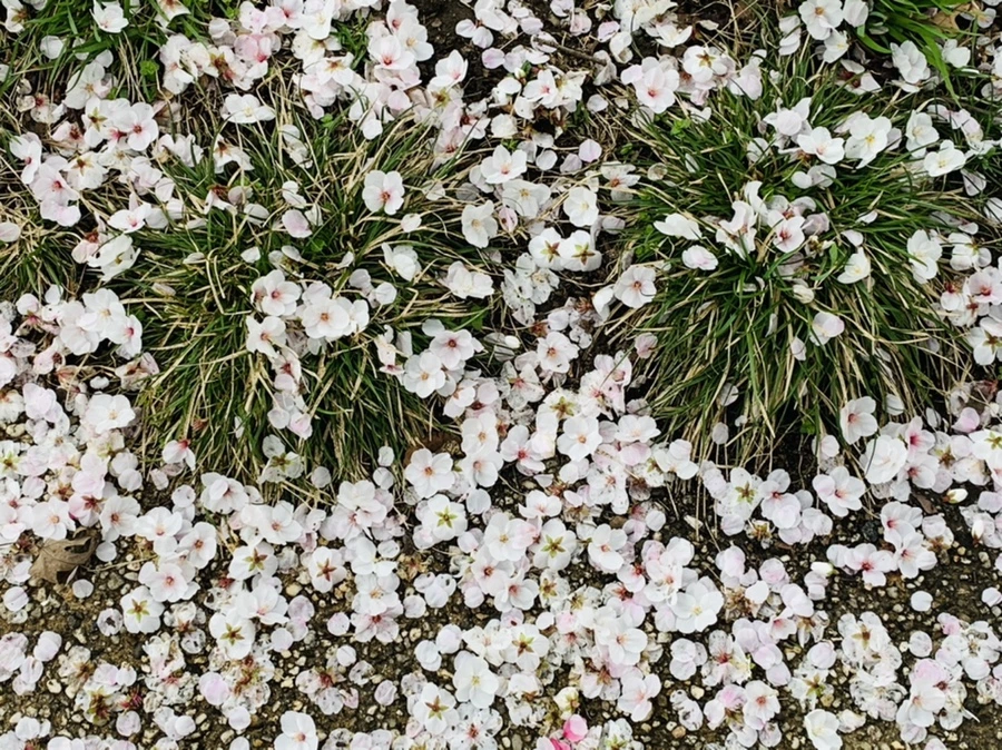 IMG_1308.jpg?type=w966