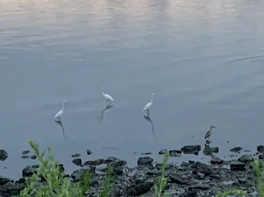 IMG_9603.jpg?type=w966