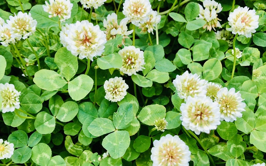 IMG_7950.jpg?type=w966