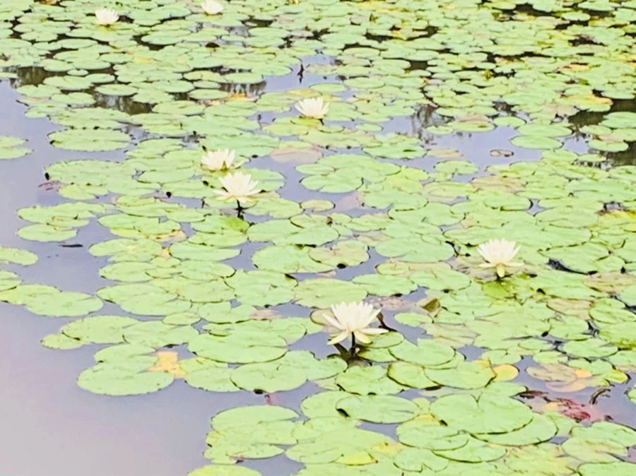 IMG_7176.jpg?type=w966