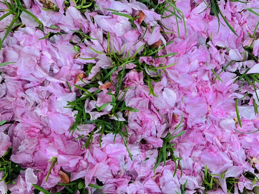 IMG_6049.jpg?type=w966