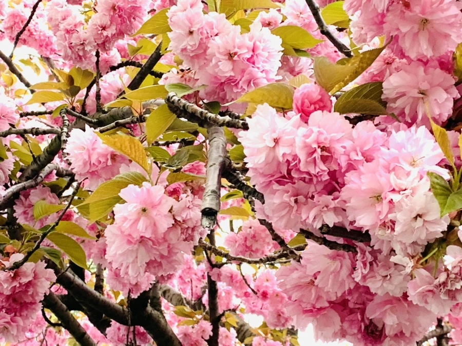 IMG_7335.jpg?type=w966