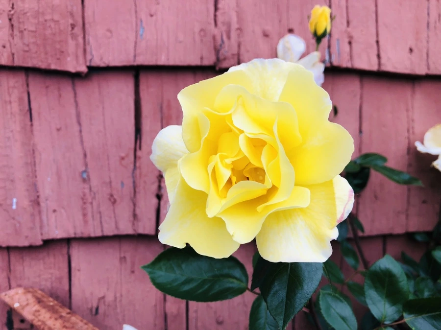 IMG_5259.jpg?type=w966