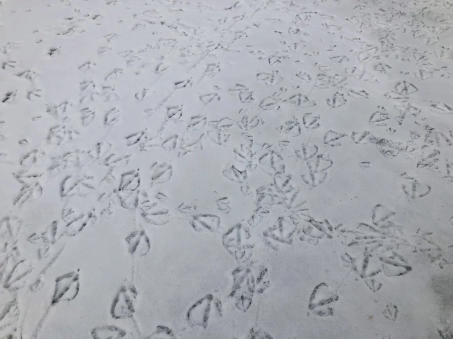 IMG_2516.jpg?type=w966