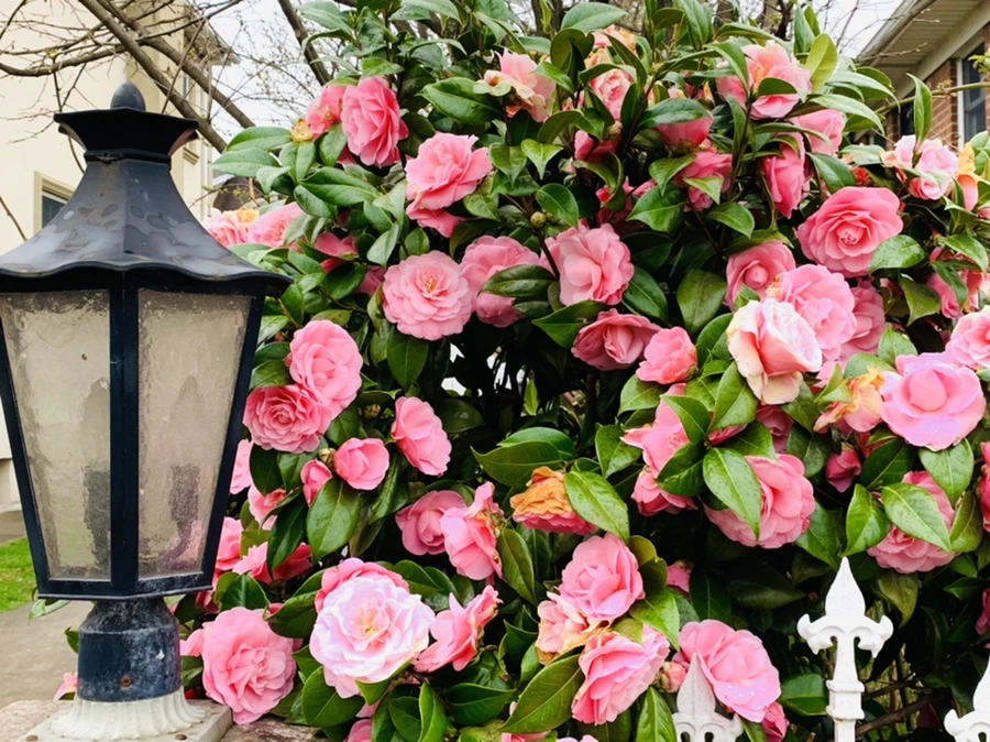 IMG_1396.jpg?type=w966