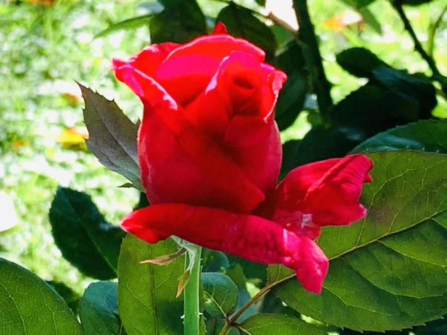 IMG_0325.jpg?type=w966