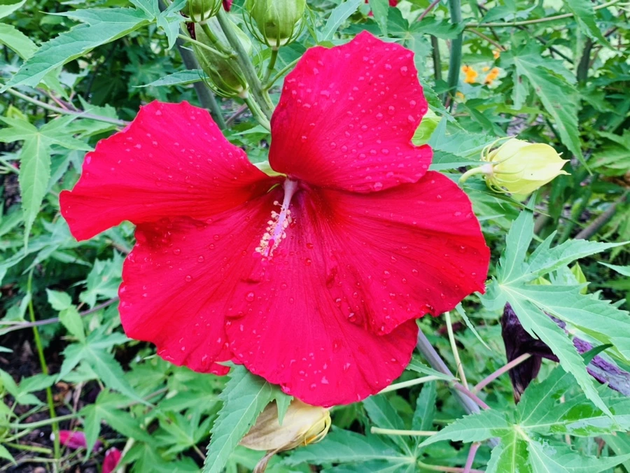 IMG_1126.jpg?type=w966