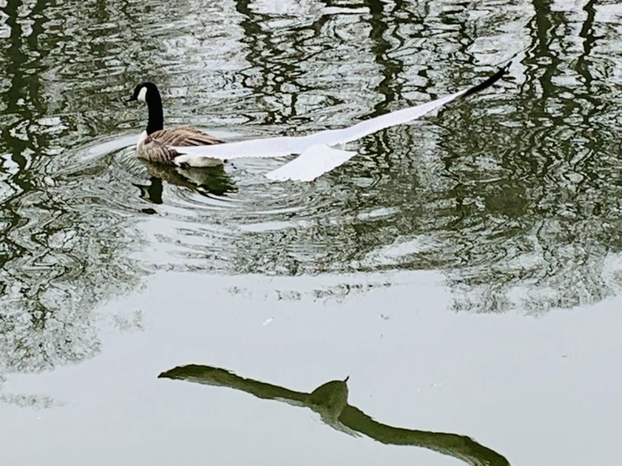 IMG_3872.jpg?type=w966