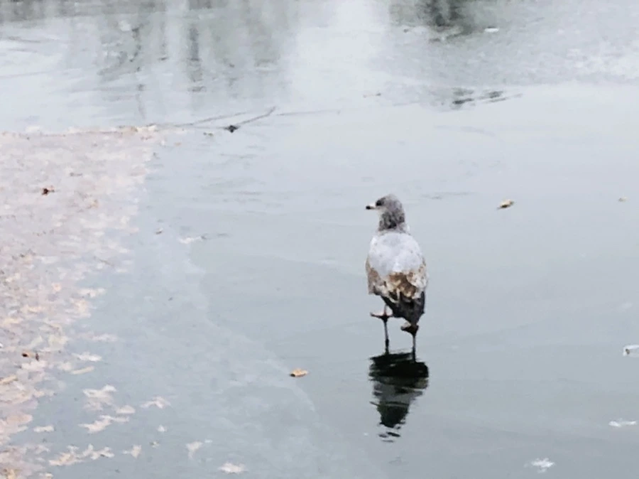 IMG_8704.jpg?type=w966