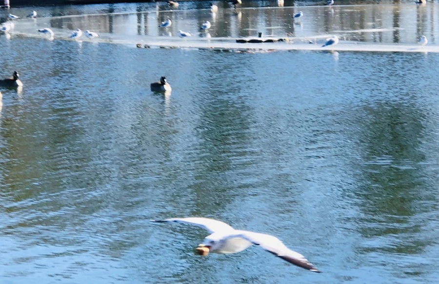 IMG_5458.jpg?type=w966