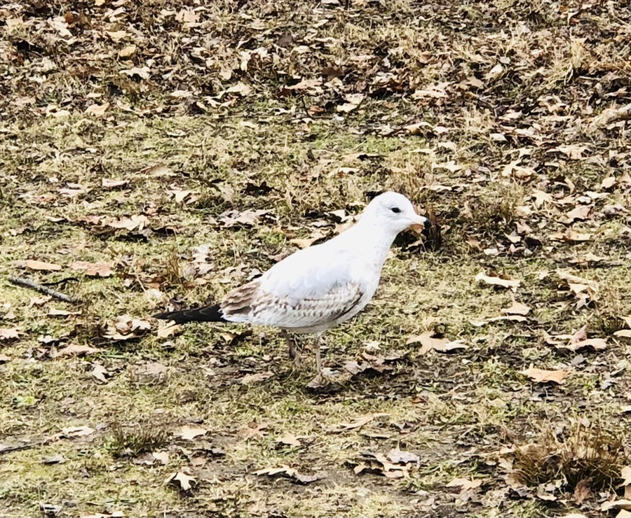 IMG_1036.jpg?type=w966