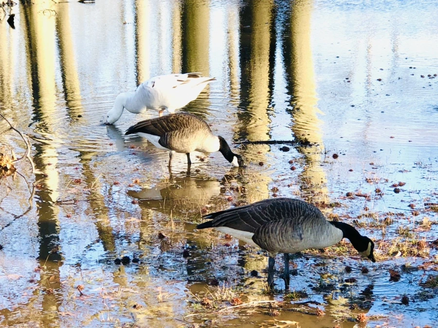 IMG_9281.jpg?type=w966