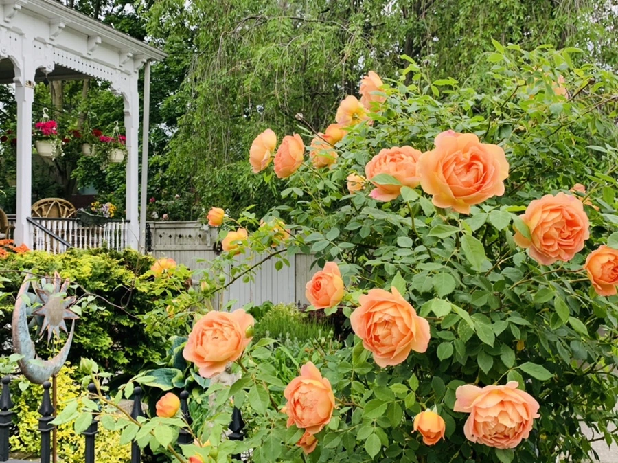 IMG_5290.jpg?type=w966