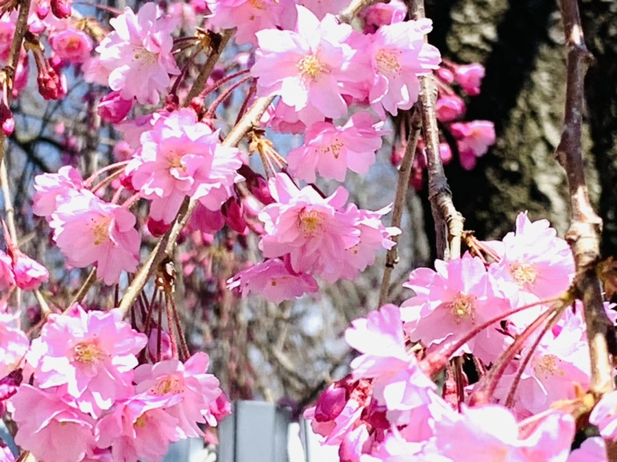 IMG_8318.jpg?type=w966