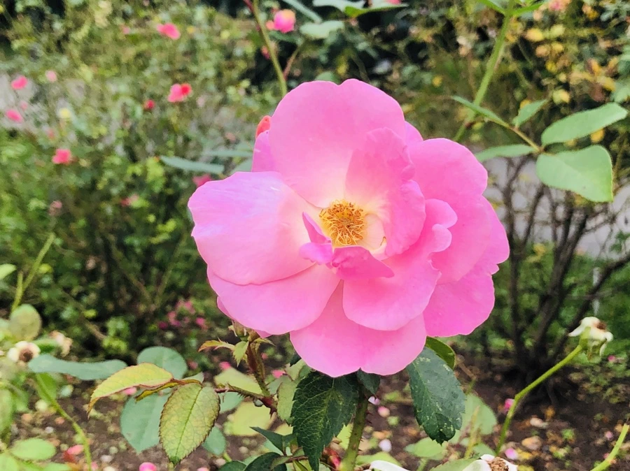 IMG_2846.jpg?type=w966