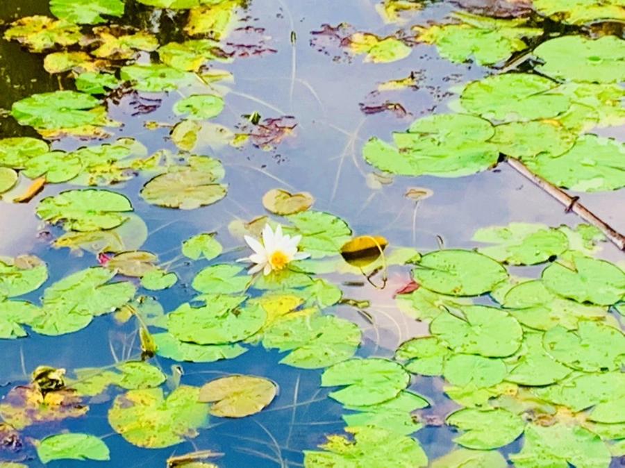 IMG_5837.jpg?type=w966