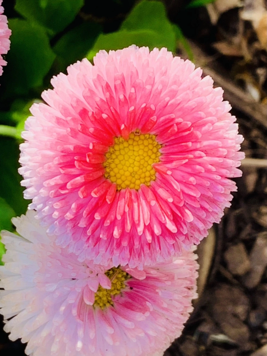 IMG_1105.jpg?type=w966