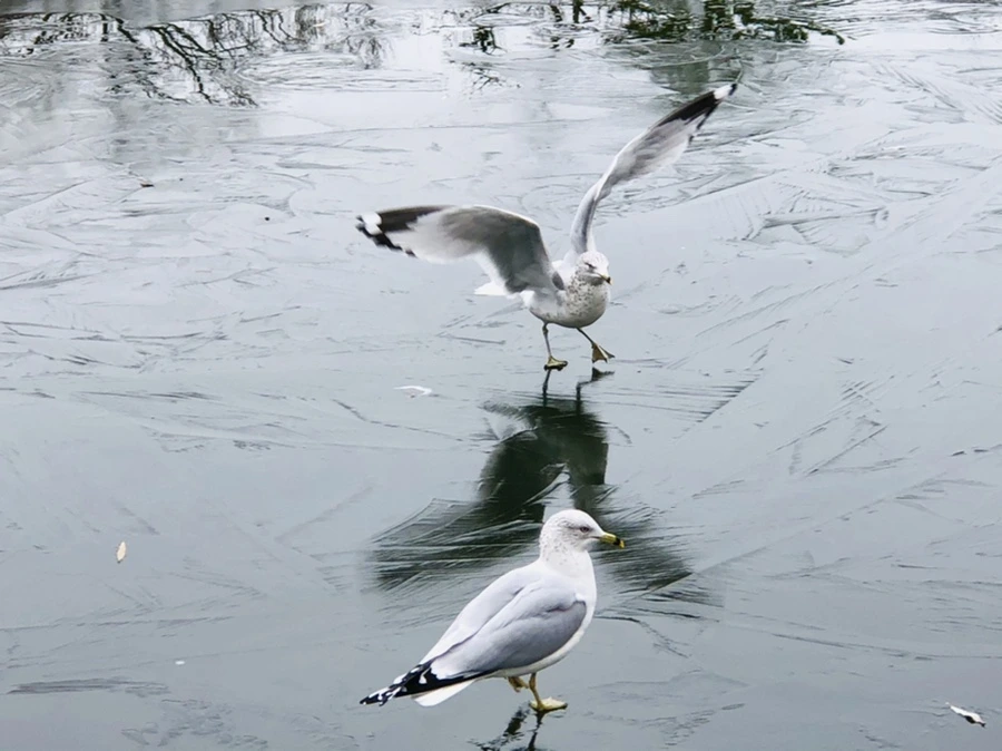 IMG_8946.jpg?type=w966