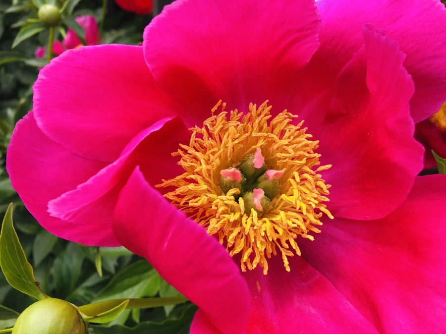 IMG_4919.jpg?type=w966