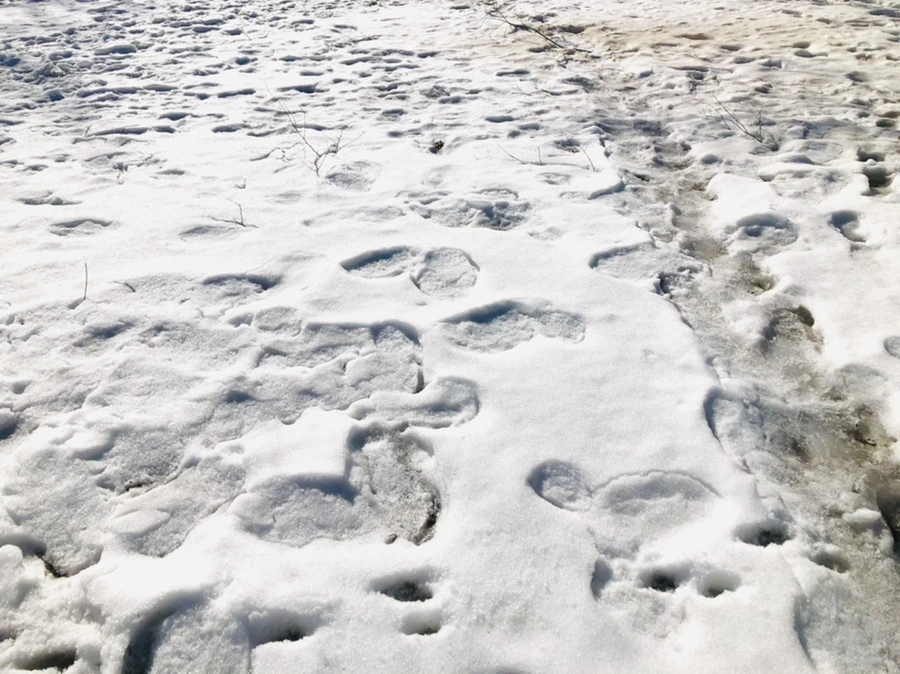 IMG_2998.jpg?type=w966