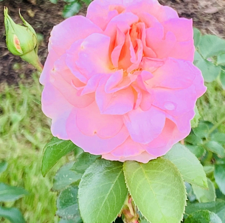 IMG_8733.jpg?type=w966