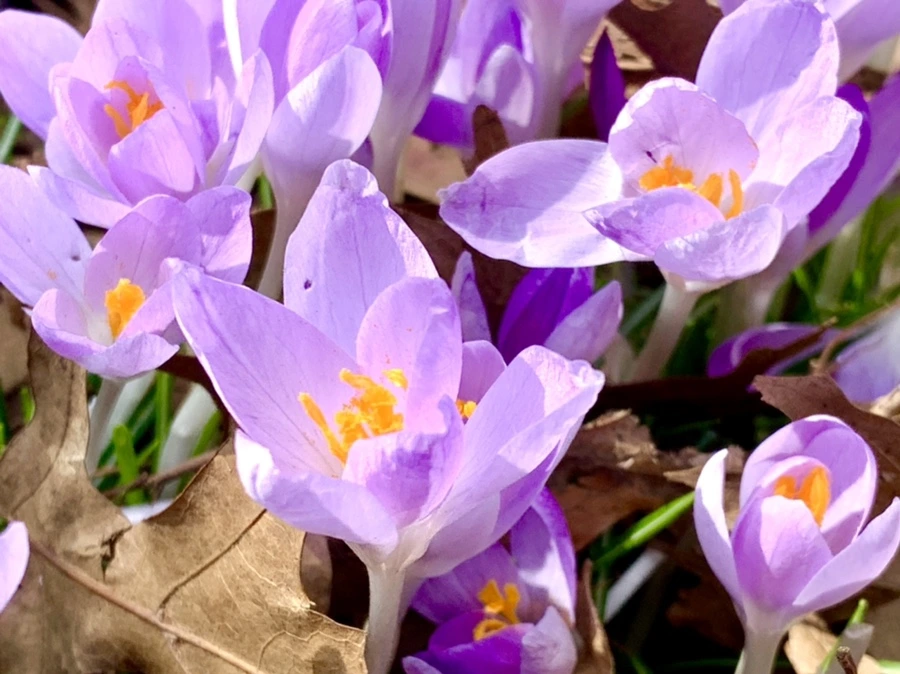 IMG_1247.jpg?type=w966