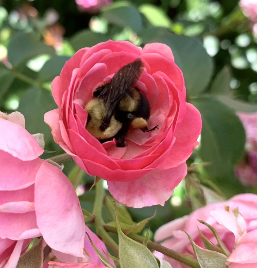 IMG_4155.jpg?type=w966