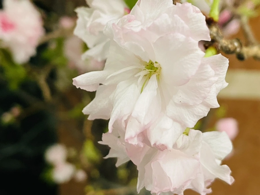 IMG_5377.jpg?type=w966