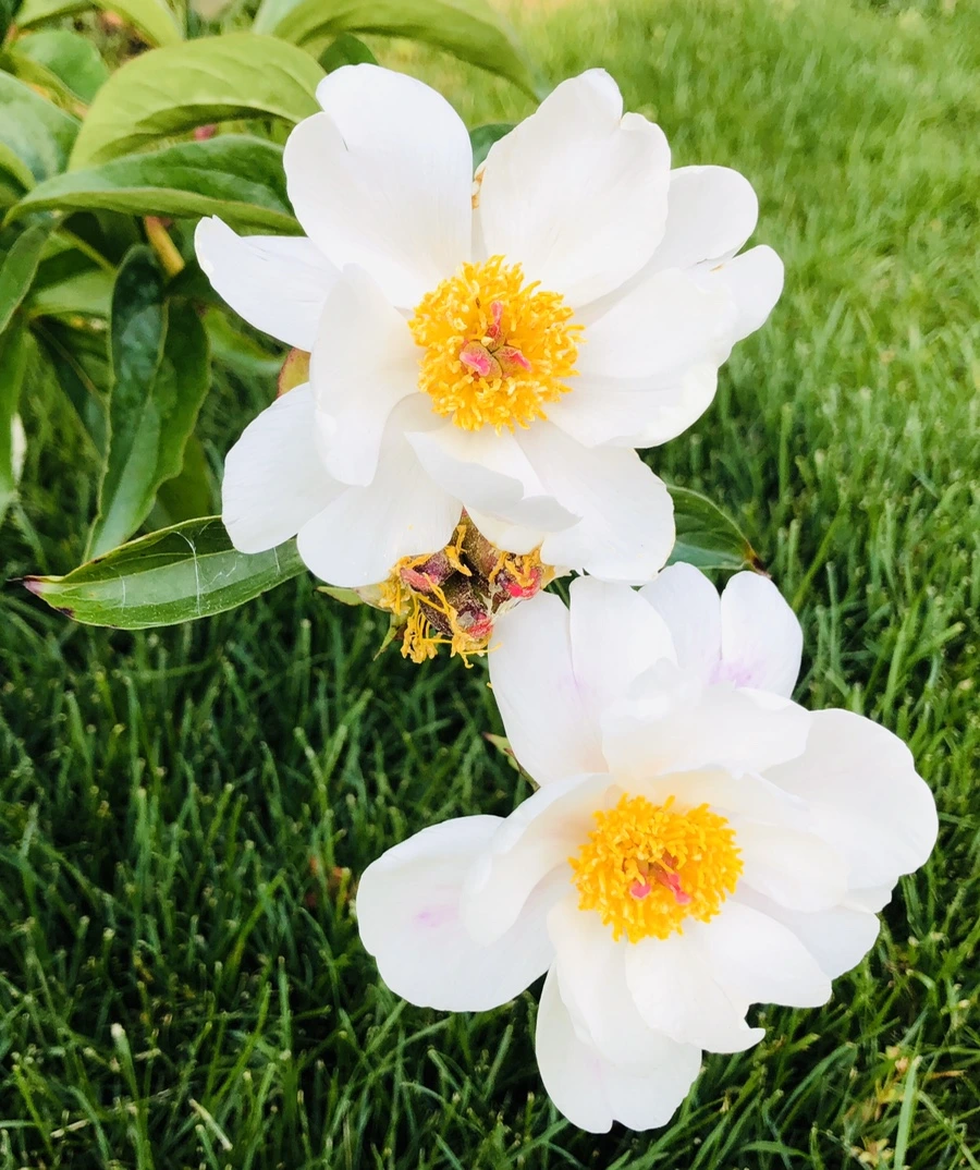 IMG_8753.jpg?type=w966