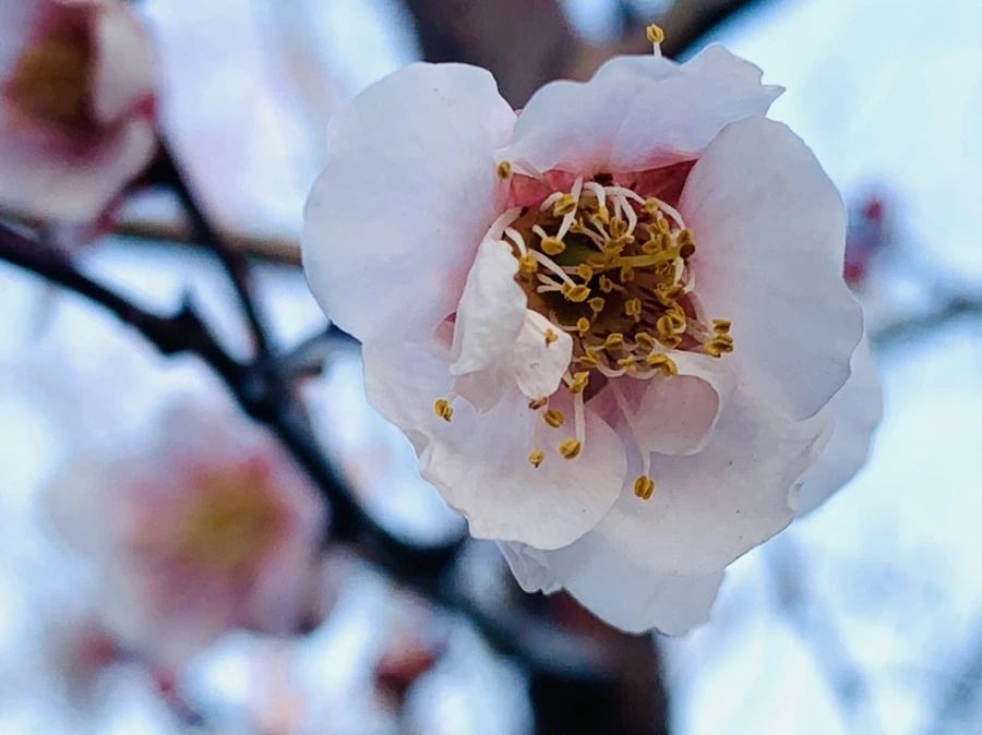 IMG_2269.jpg?type=w966