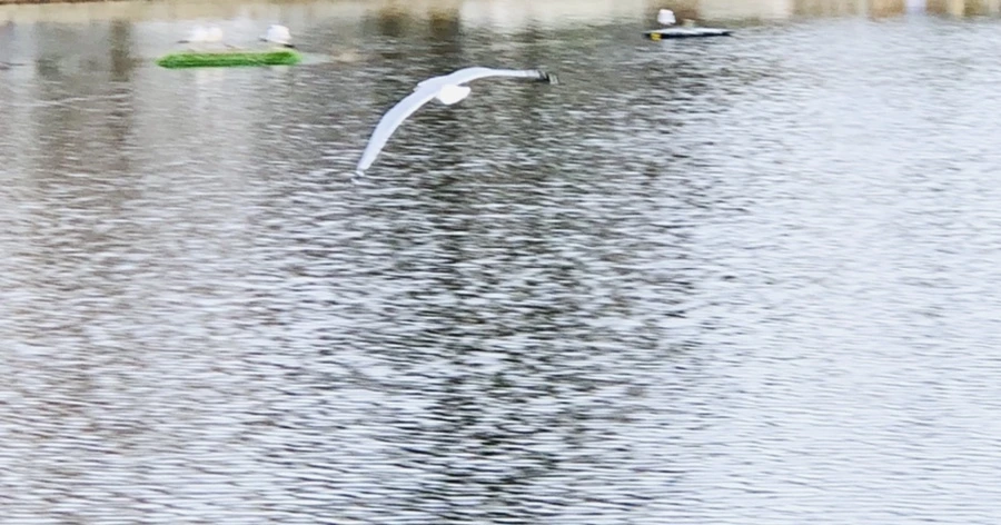 IMG_0008.jpg?type=w966