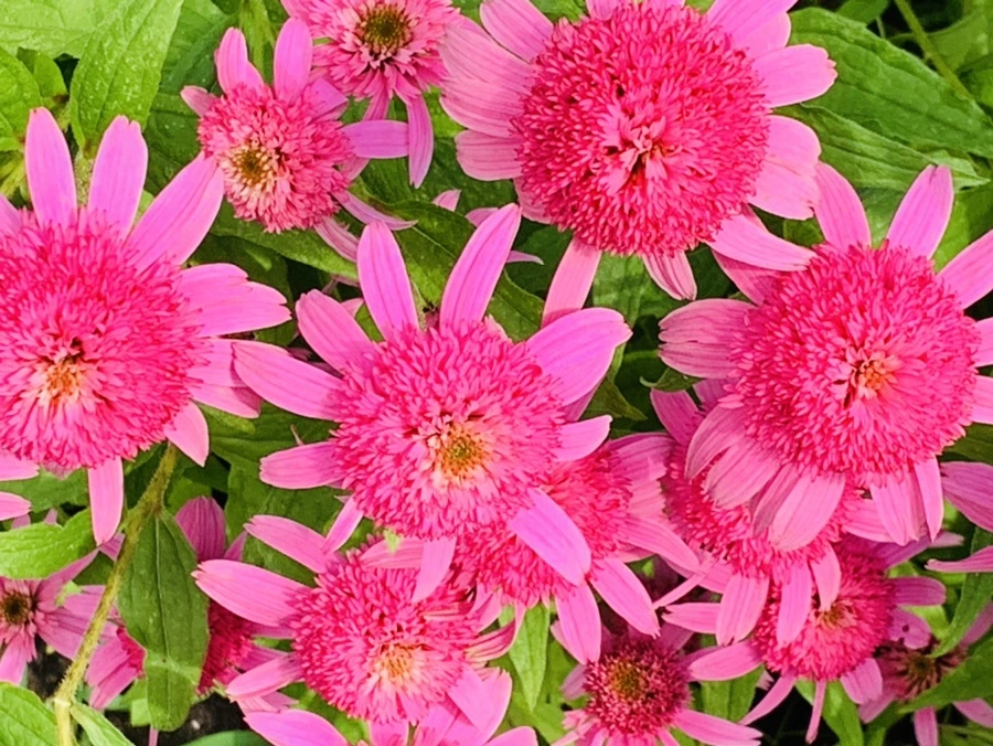 IMG_0593.jpg?type=w966