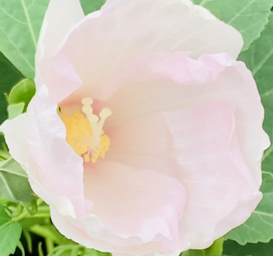 IMG_6045.jpg?type=w966