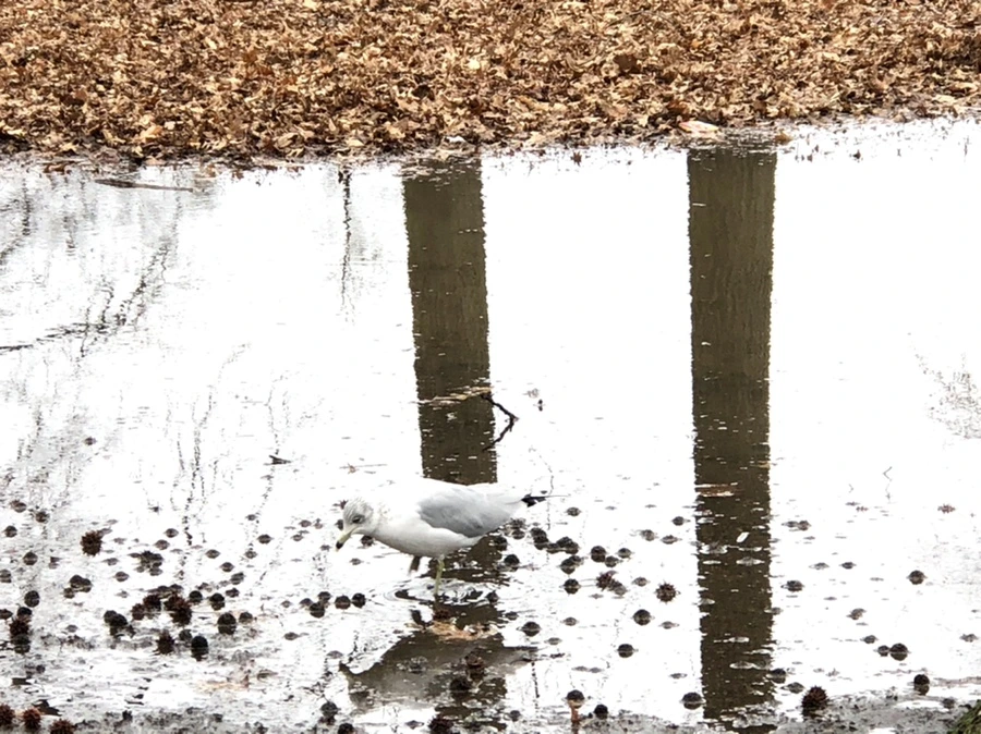 IMG_9426.jpg?type=w966