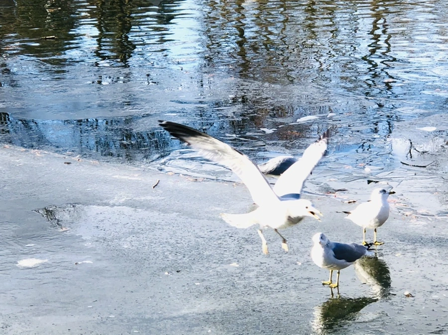 IMG_1797.jpg?type=w966