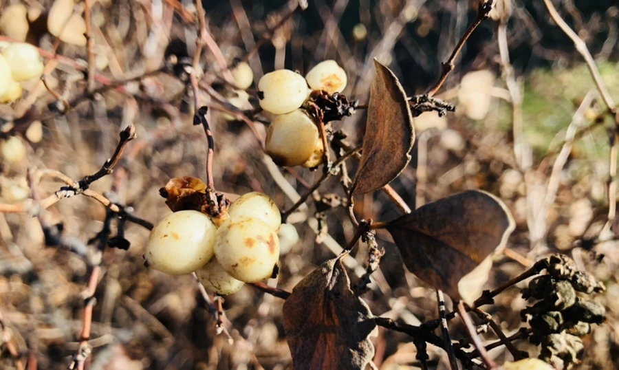 IMG_9816.jpg?type=w966