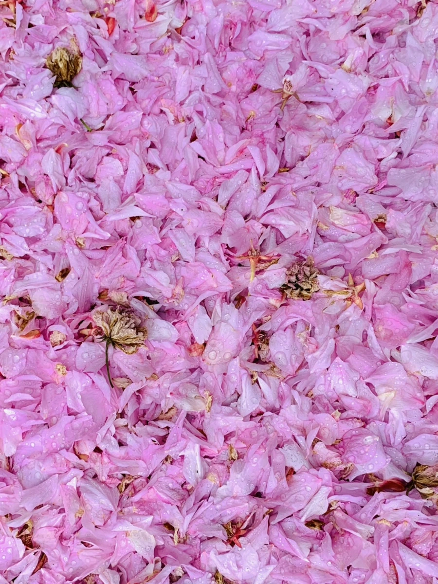 IMG_7267.jpg?type=w966