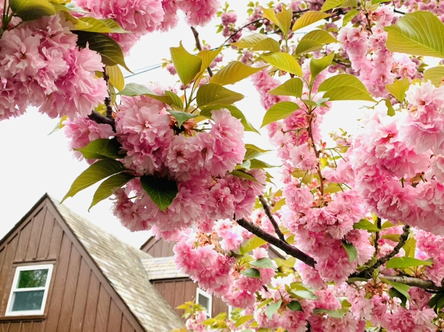 IMG_7145.jpg?type=w966