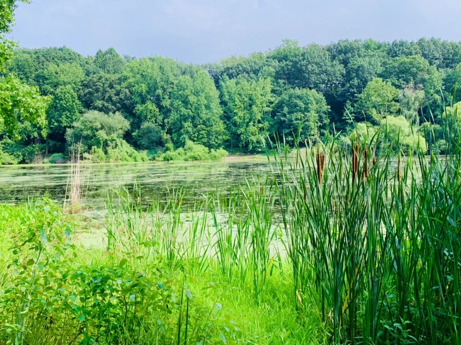 IMG_1211.jpg?type=w966