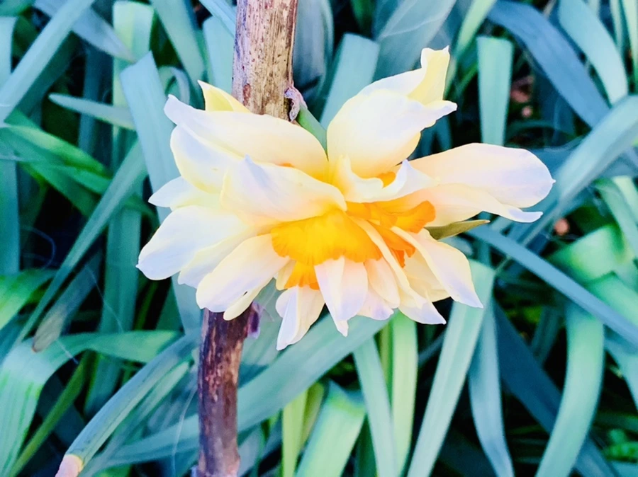 IMG_7431.jpg?type=w966