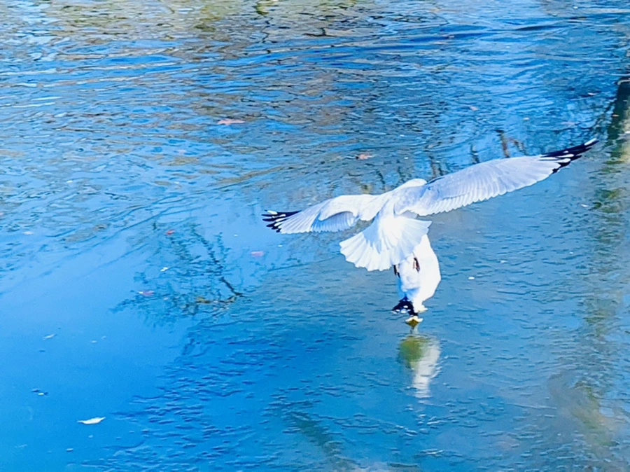 IMG_8288.jpg?type=w966