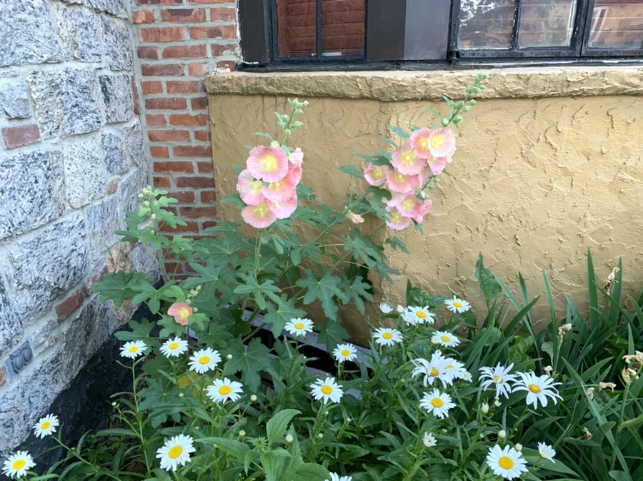 IMG_5244.jpg?type=w966