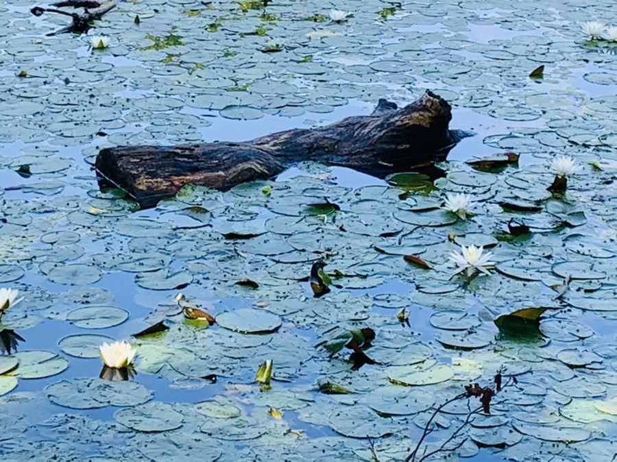 IMG_1227.jpg?type=w966