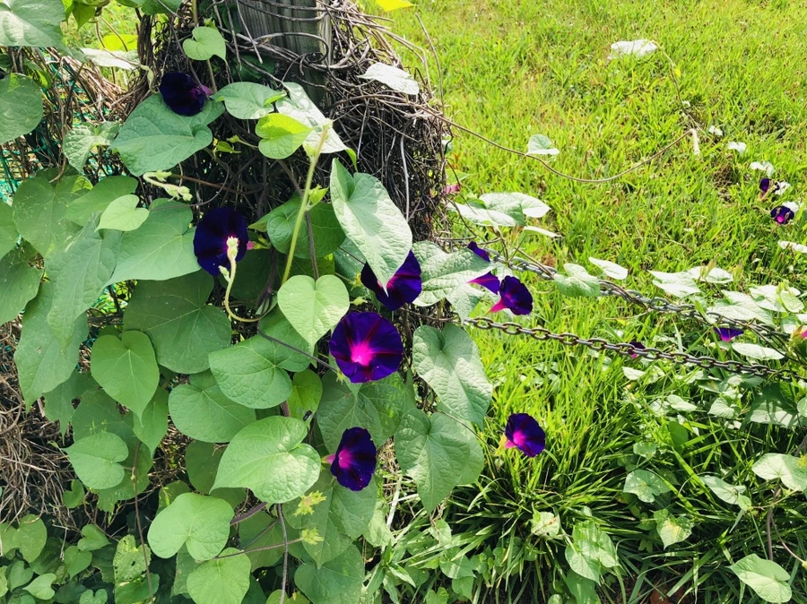 IMG_4268.jpg?type=w966